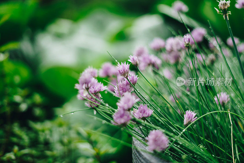 花园里的紫韭菜花