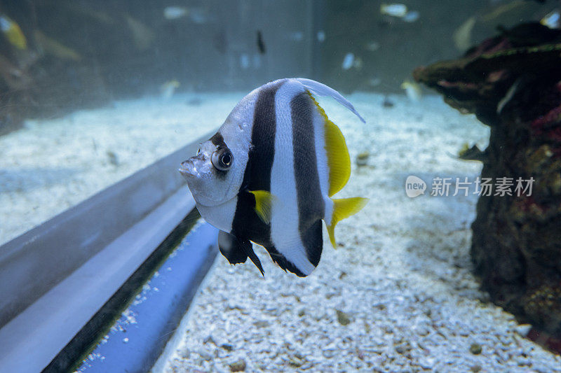 水族馆里的小丑鱼