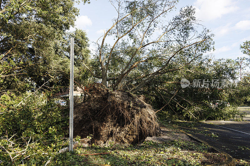 热带风暴过后。在这个小社区里，连根拔起的树木堵塞了道路。北佛罗里达佩里高速公路上暴露的土壤和树根