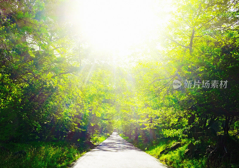 在耀眼的阳光下，乡村道路穿过橡树林，镜头光晕和复制空间