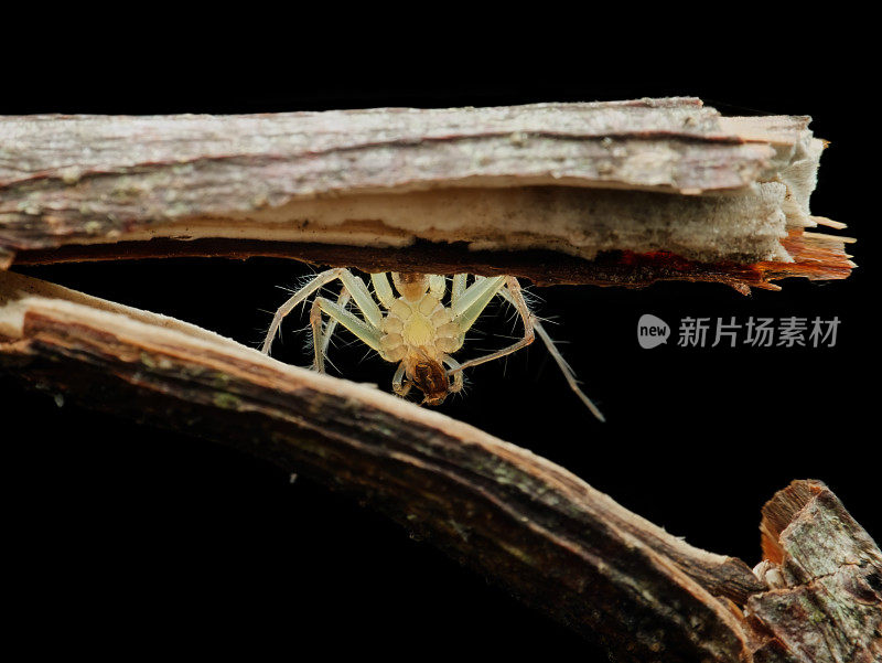 山猫蜘蛛在讨厌的树枝后面吃猎物