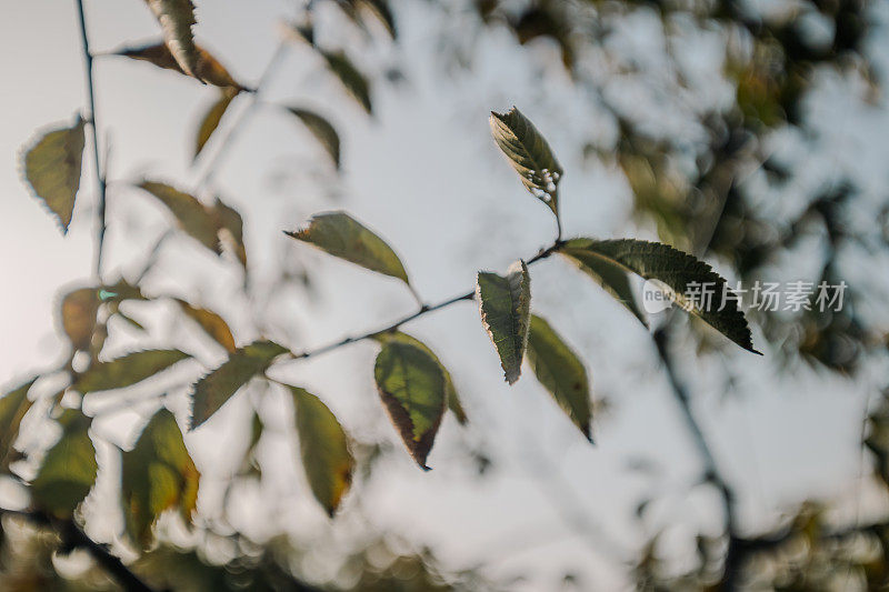 从向上的角度看秋叶:浅景深摄影