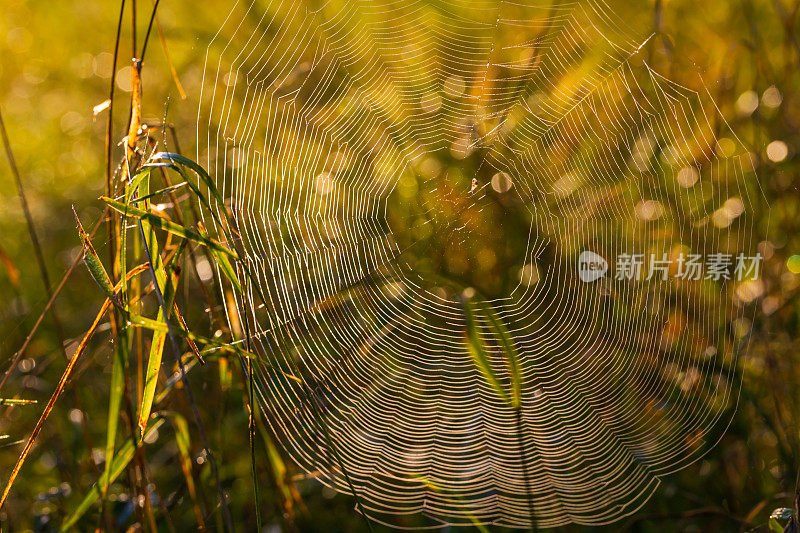 在草地上织网。草叶之间有一张网。晨露和水滴。用旧镜头创造的美丽散景。