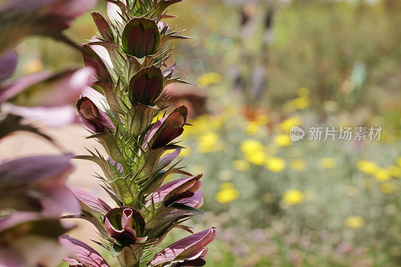 熊的马裤棘皮开花植物花园