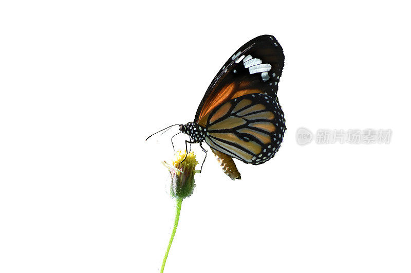 自然界中的蝴蝶