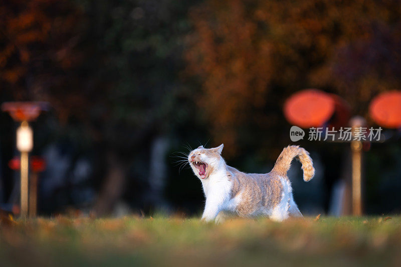 姜黄色的流浪猫在草地上打哈欠。