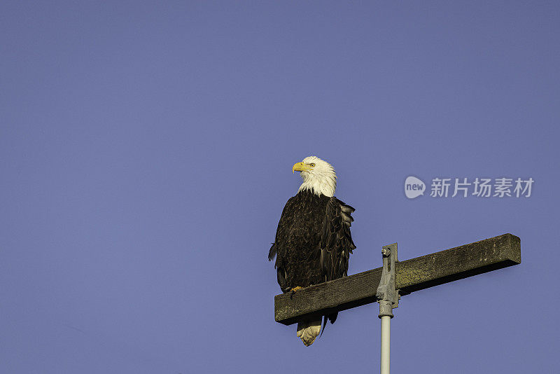 一只秃头鹰栖息在电线杆上。太平洋北美飞行路线，边界湾，三角洲，卑诗省，加拿大。