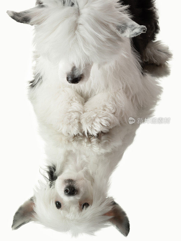 狗在白色的背景与反射。毛茸茸的宠物在白色的工作室。美丽中国冠毛
