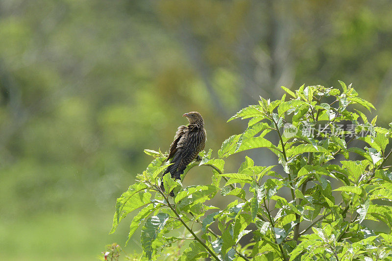 黑色Coucal