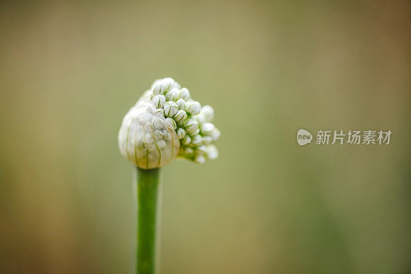 洋葱花特写照片