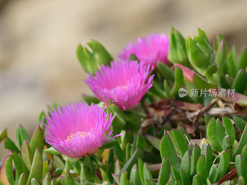 霍屯督无花果-也被称为霍屯督无花果，冰植物，公路冰植物，猪脸，酸无花果