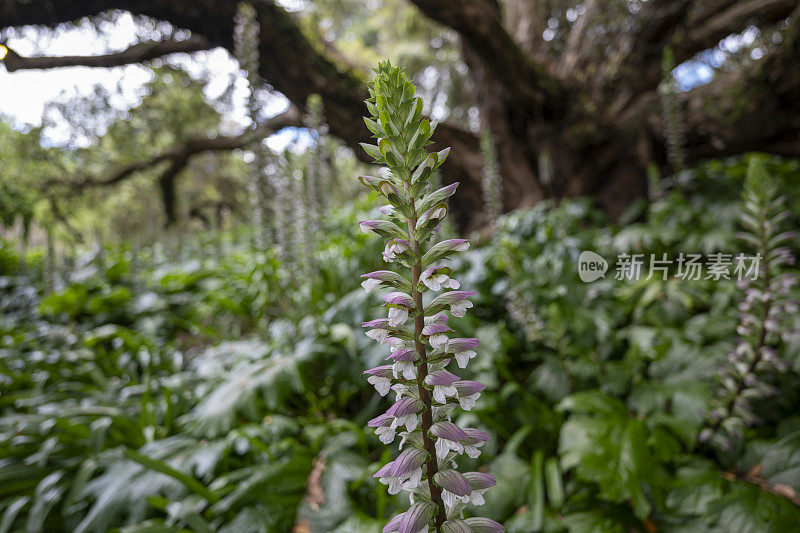 棘豆属植物