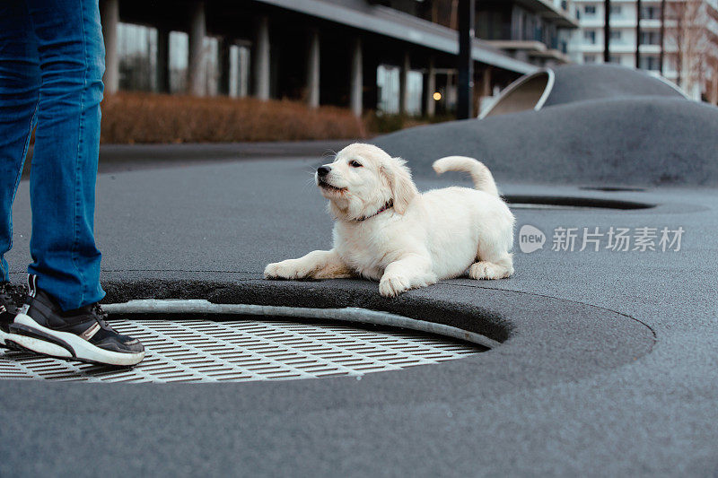 金毛猎犬和主人一起在城市户外玩耍。