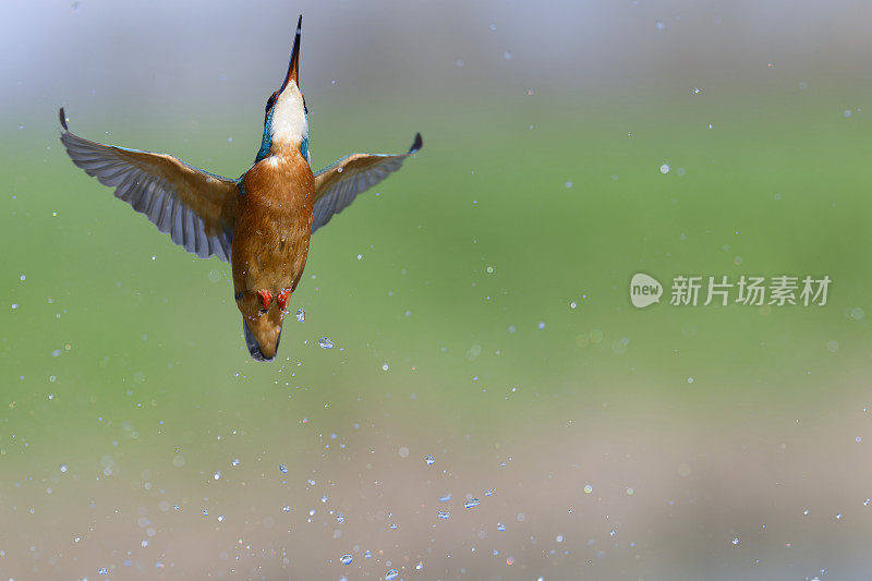 翠鸟潜水后浮出水面