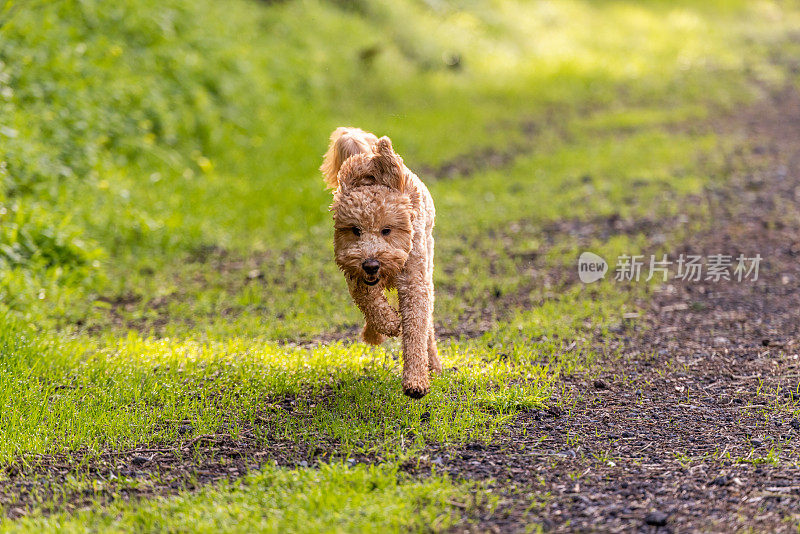 金毛犬不受束缚地奔跑