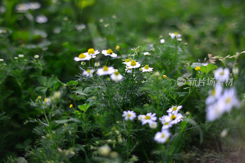 菊花菊花(洋甘菊)花