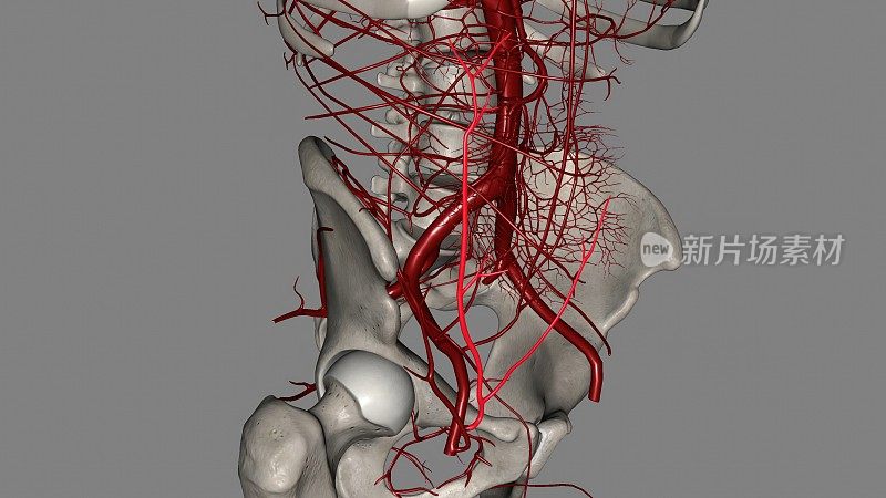 腹壁浅动脉是股动脉的一个小分支
