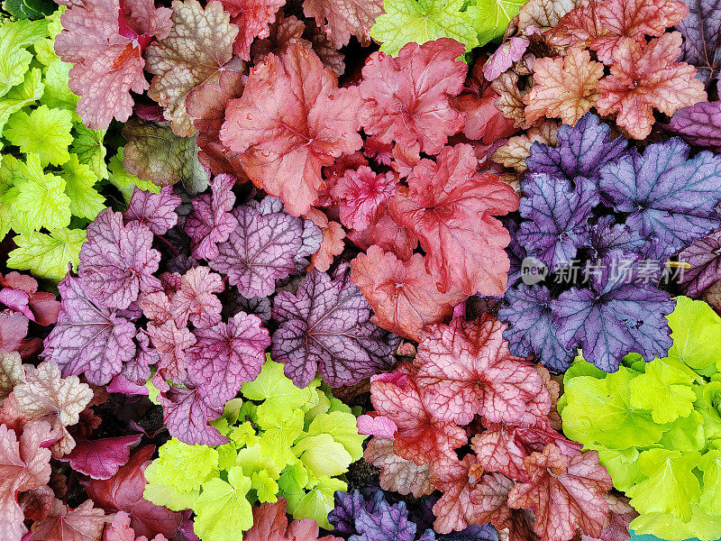 Heuchera