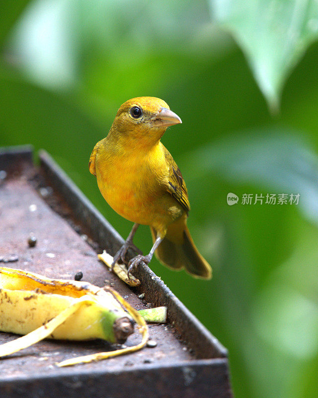 夏季女Tanager