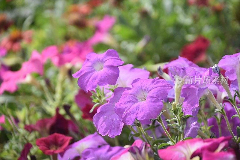 季节性的花，红色和紫色