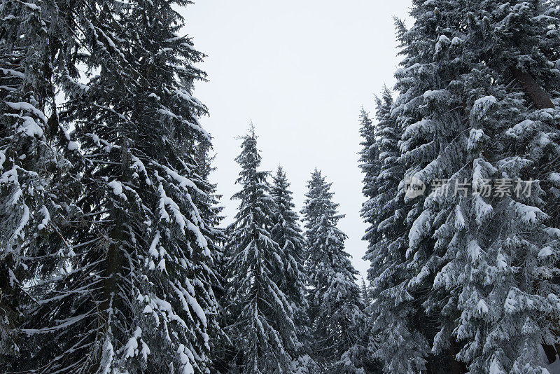 冷杉和松树上覆盖着厚厚的积雪