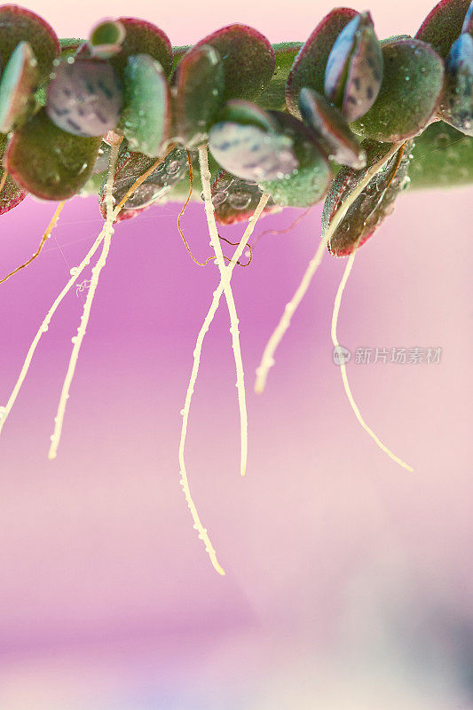 苔藓植物气生根微距拍摄