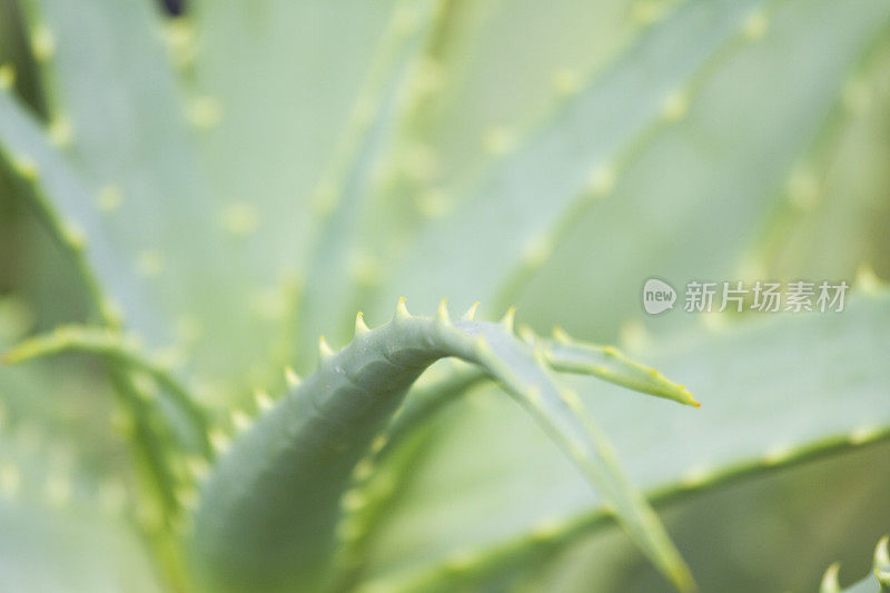 芦荟植物的特写