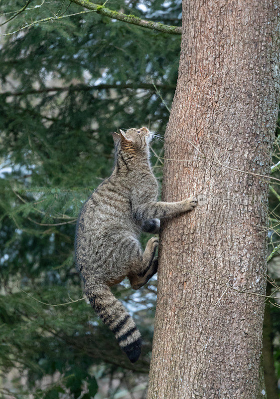 爬在树上的欧洲野猫