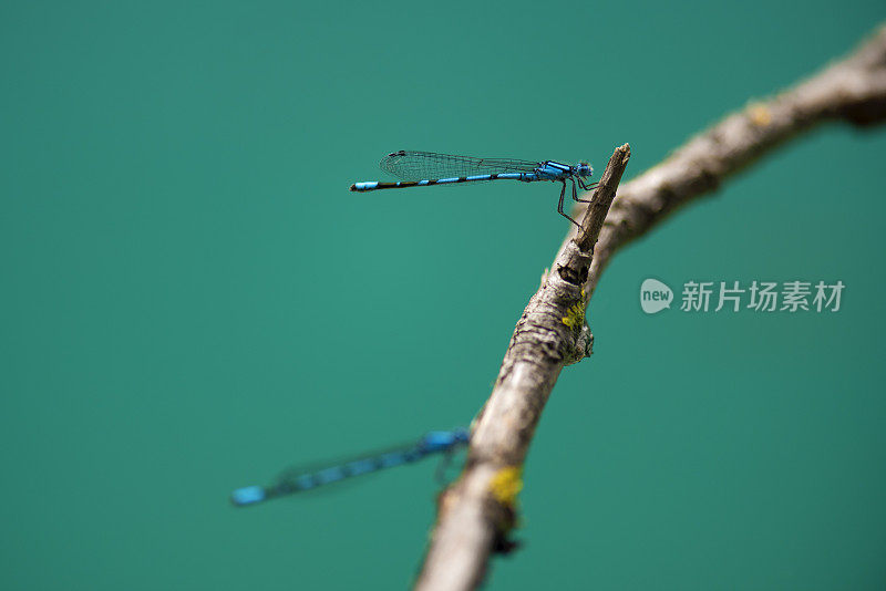 普里特维茨湖的蓝蜻蜓，联合国教科文组织世界遗产，克罗地亚