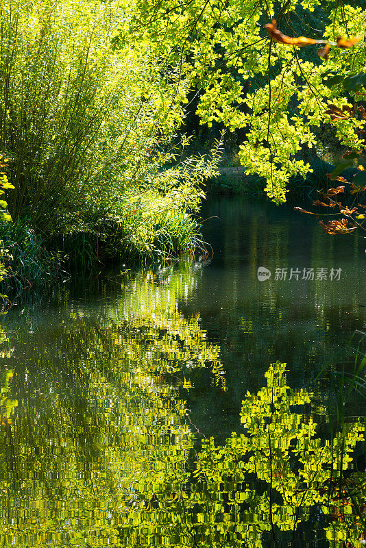 斯普雷瓦尔德-典型的森林河流景观在阳光下的秋天在背光