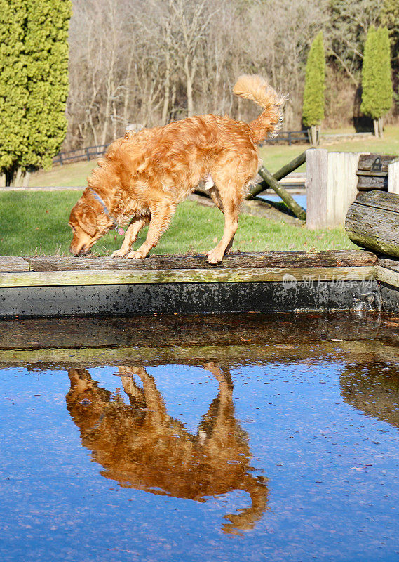 金毛猎犬与水倒影在公共土地上