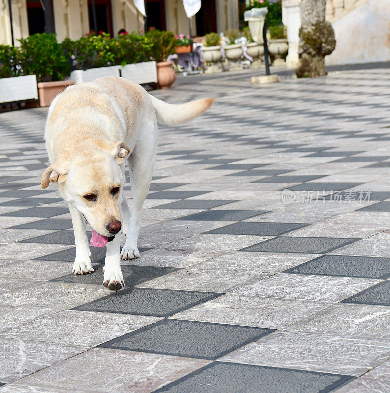 西西里的拉布拉多寻回犬