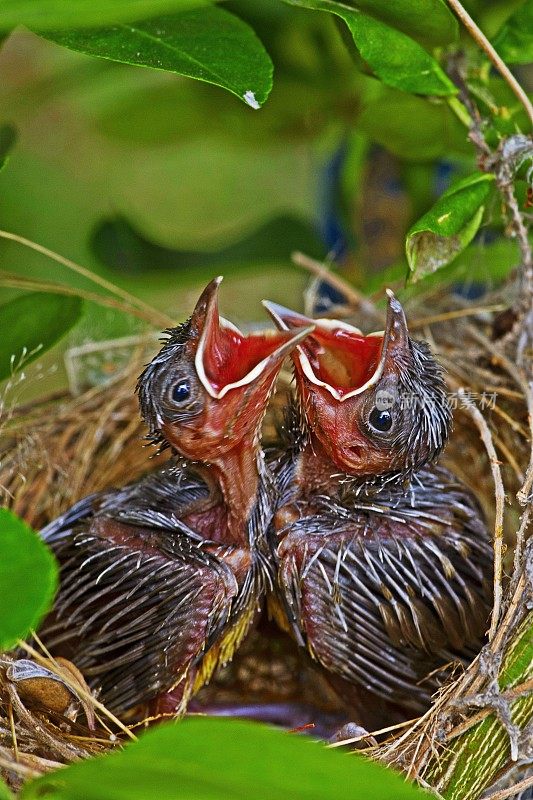 饥饿的小鸟在巢中等待食物。
