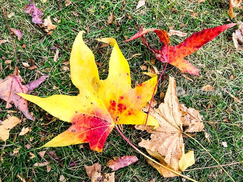 12月3日，横滨，一棵桉树的叶子落在了草坪上