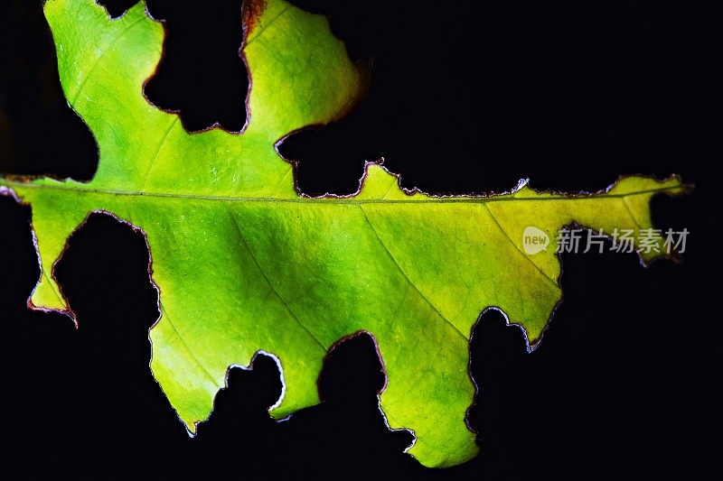 被咬的叶子闭合(黑色背景)