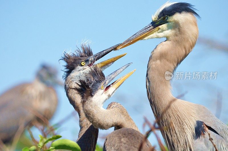 大蓝鹭喂小鸡