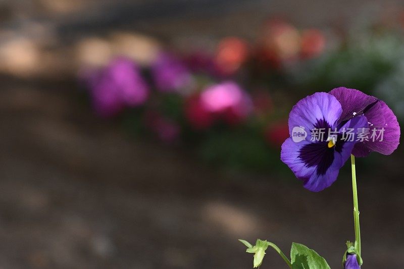 一朵花的特写