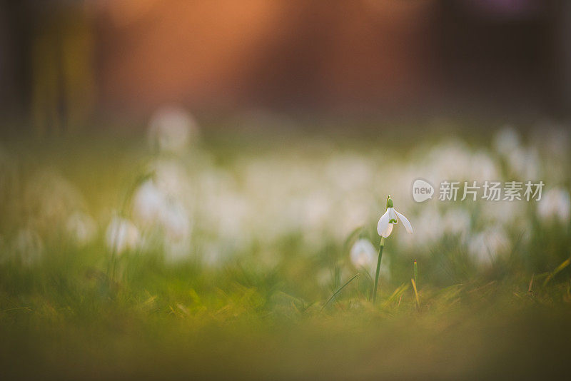 雪花莲在日落