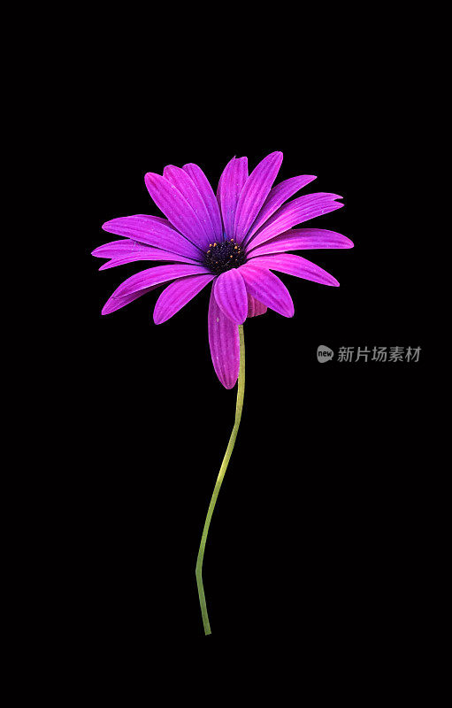 紫雏菊