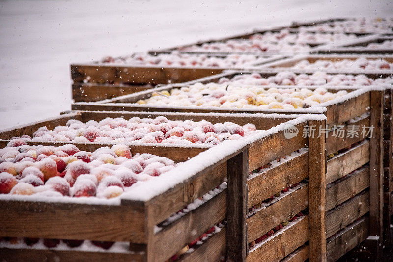 苹果在降雪