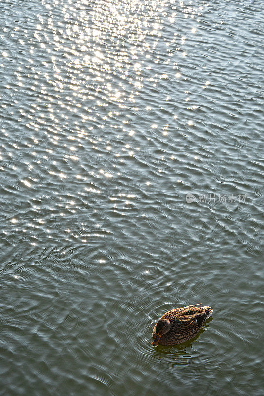 野鸭在湖上游泳