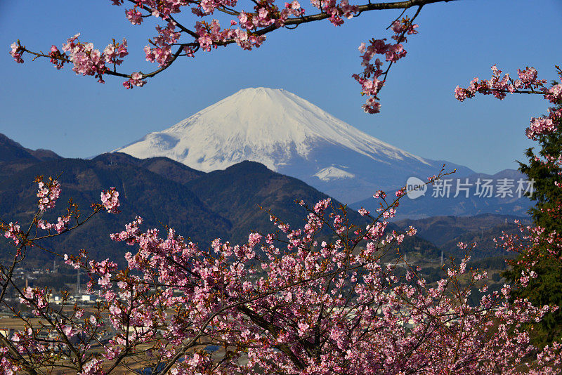 富士山和樱花