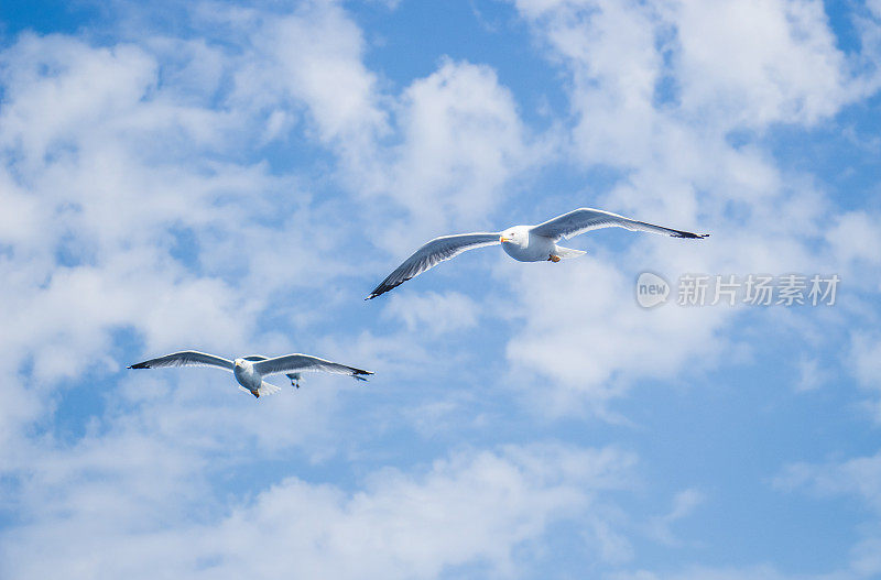 海鸥在海面上飞翔