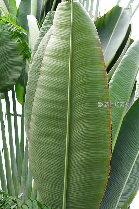 热带香蕉棕榈叶纹理背景