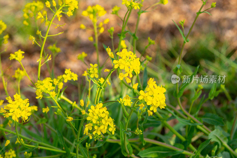 油菜花开花