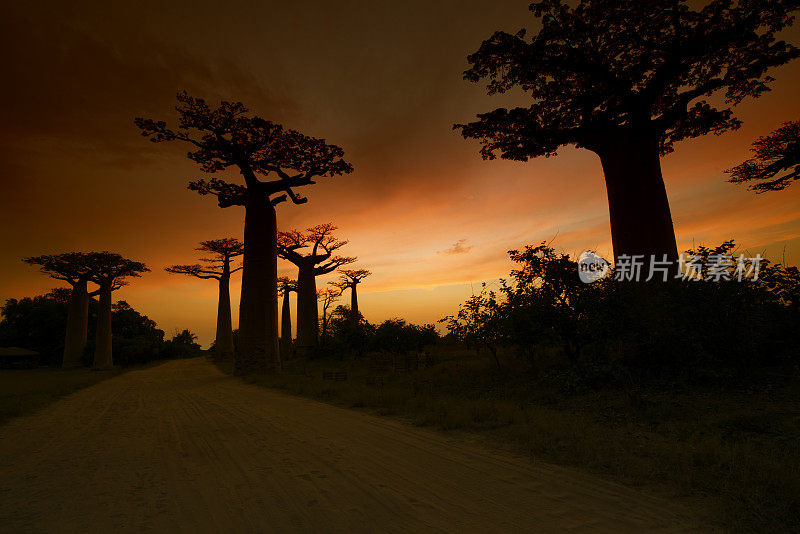 马达加斯加著名的猴面包树大道上的日落