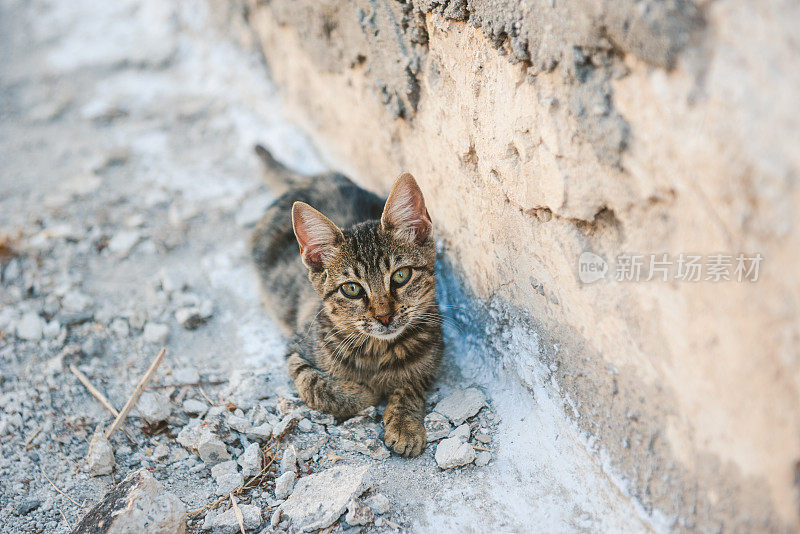 希腊圣托里尼岛阿克罗蒂里大街上可爱的流浪猫