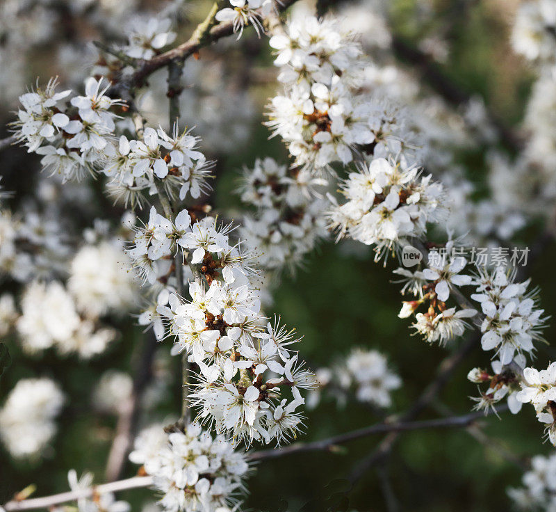 黑刺李，刺李树开花