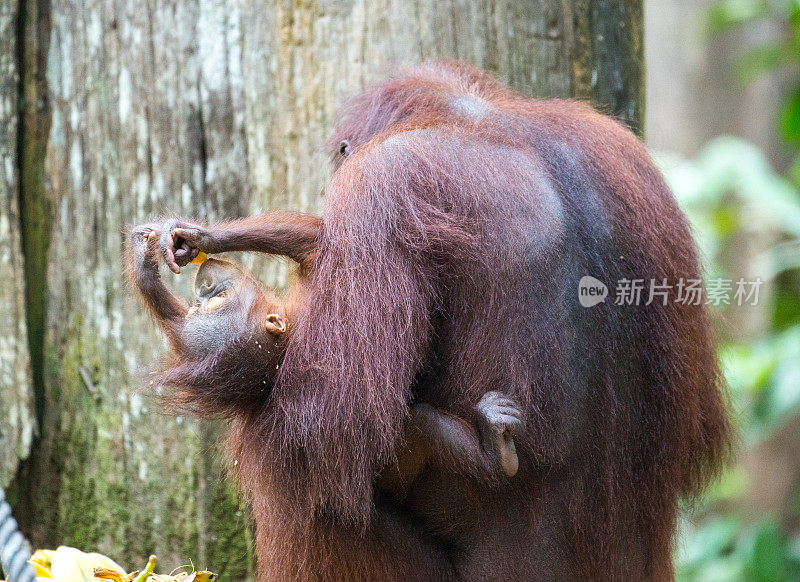 马来西亚:Sepilok猩猩·全球之声