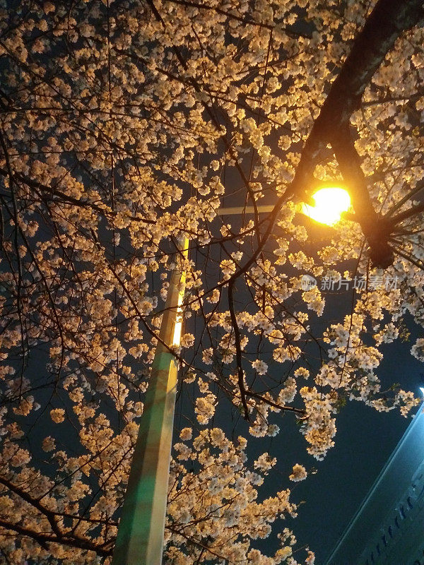 花夜景VH544